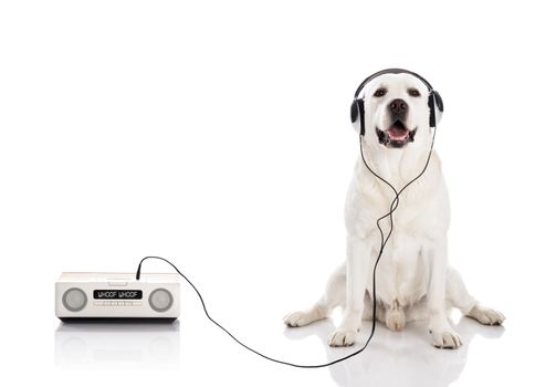 Labrador retriever listen music with headphones