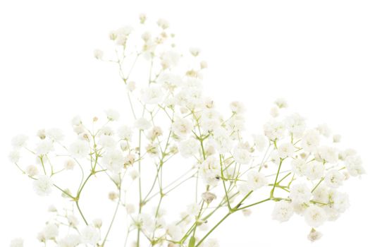 White dianthus isolated on white background