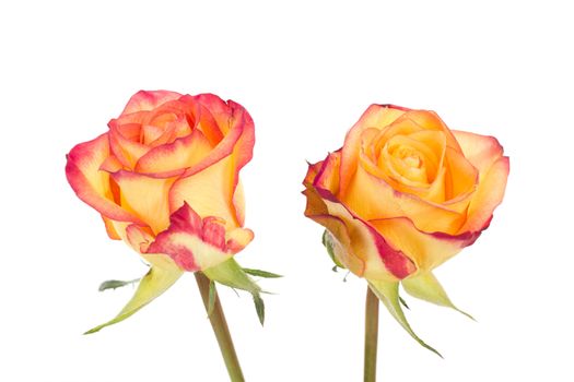 Two red orange roses isolated on white background
