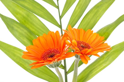 Two orange gerberas with green leaf in the background