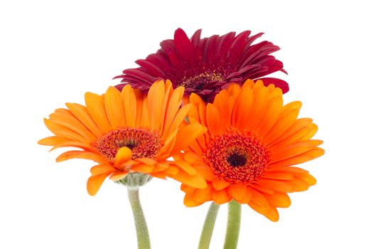 Three colorful gerberas isolated on white background