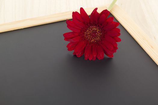 Single red gerbera on blank blackboard
