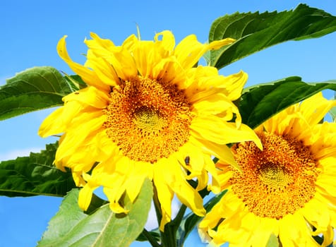 Flowerses of the plant sunflower on background blue sky