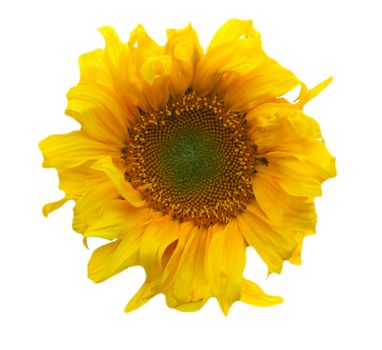 sunflower isolated on white background.Flower sunflower on white