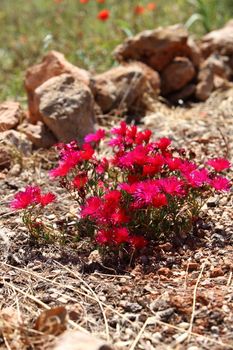 Colourful low bush covered in red flowers in a flowerbed bordered by natural rocks in a garden