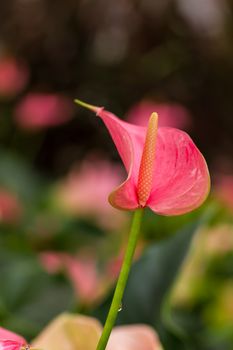 Anthurium 'sonate' (flamingo lily) in the garden