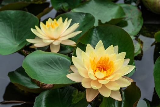 Beautiful yellow water lily with green leaf background