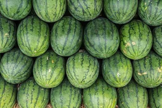 Watermelon set in a row on straw