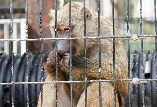 Portrait of a caged baboon eating