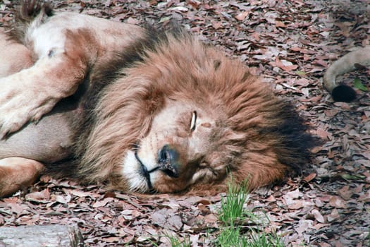 Upper body of a lion resting in fall leaves