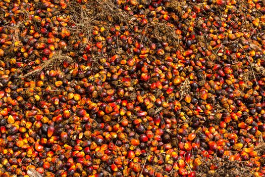 Oil palm fruits before processing in Thailand