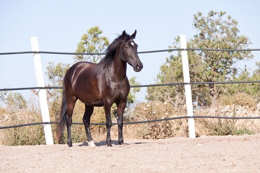 caballo de pura raza menorquina prm horse outdoor rolling on floor