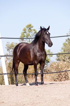 caballo de pura raza menorquina prm horse outdoor rolling on floor