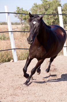 caballo de pura raza menorquina prm horse outdoor rolling on floor
