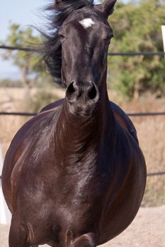 caballo de pura raza menorquina prm horse outdoor rolling on floor