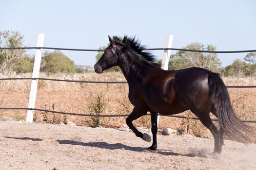 caballo de pura raza menorquina prm horse outdoor rolling on floor
