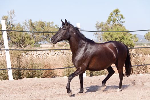caballo de pura raza menorquina prm horse outdoor rolling on floor