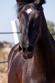 caballo de pura raza menorquina prm horse outdoor rolling on floor