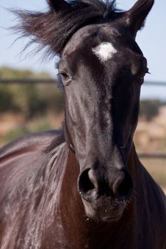caballo de pura raza menorquina prm horse outdoor rolling on floor