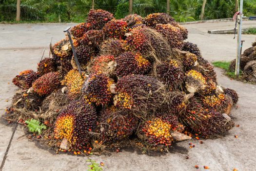 Oil palm fruits before processing in Thailand