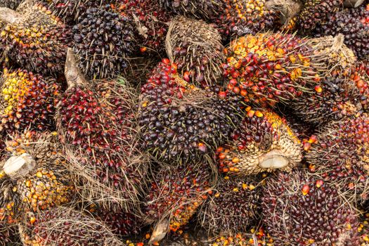 Oil palm fruits before processing in Thailand