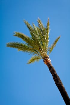 single tall green palmtree on blue sky background wallpaper nature