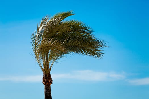 single tall green palmtree on blue sky background wallpaper nature