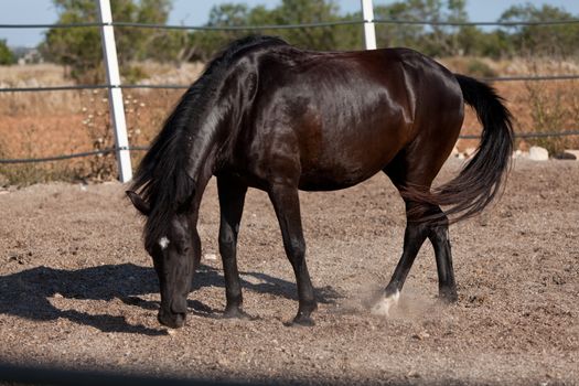 caballo de pura raza menorquina prm horse outdoor rolling on floor