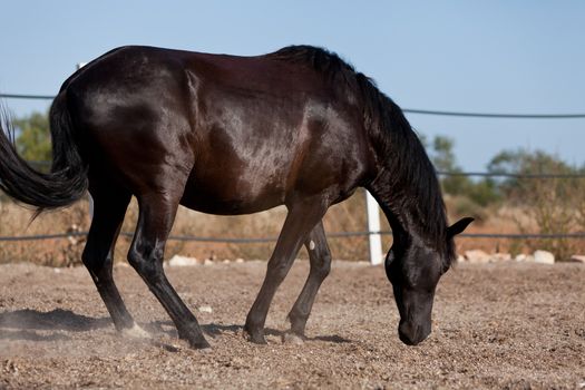 caballo de pura raza menorquina prm horse outdoor rolling on floor