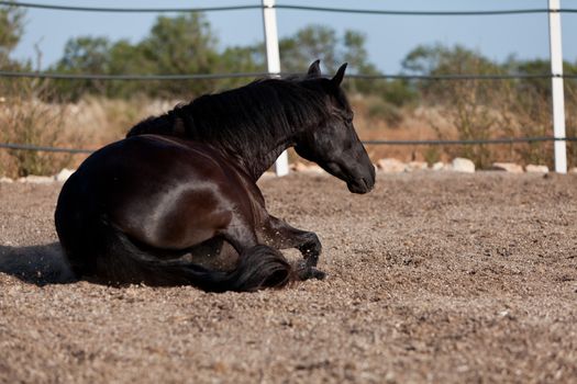 caballo de pura raza menorquina prm horse outdoor rolling on floor