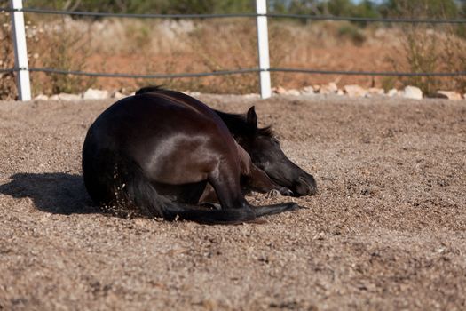 caballo de pura raza menorquina prm horse outdoor rolling on floor