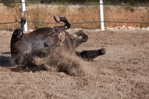 caballo de pura raza menorquina prm horse outdoor rolling on floor