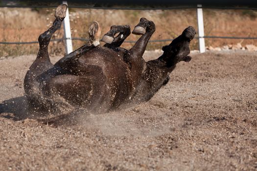 caballo de pura raza menorquina prm horse outdoor rolling on floor