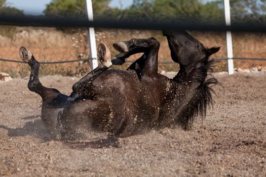 caballo de pura raza menorquina prm horse outdoor rolling on floor
