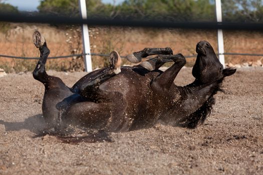 caballo de pura raza menorquina prm horse outdoor rolling on floor