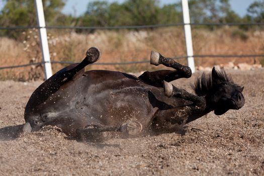 caballo de pura raza menorquina prm horse outdoor rolling on floor