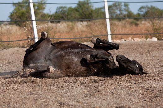 caballo de pura raza menorquina prm horse outdoor rolling on floor