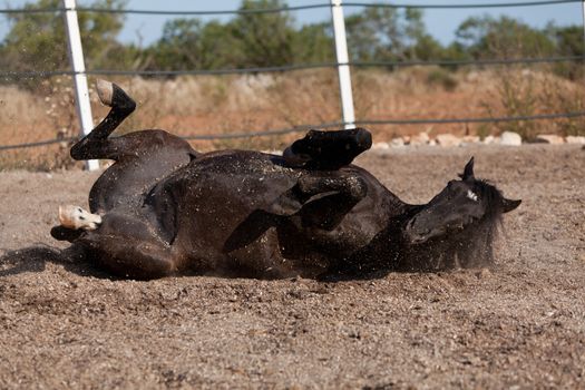 caballo de pura raza menorquina prm horse outdoor rolling on floor