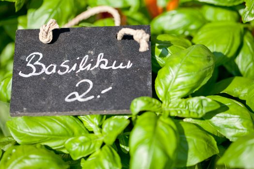 fresh green aromatic basil macro closeup on market outdoor summer