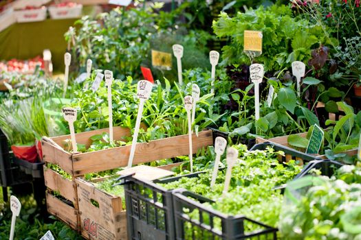 different fresh green herbs on market outdoor summer