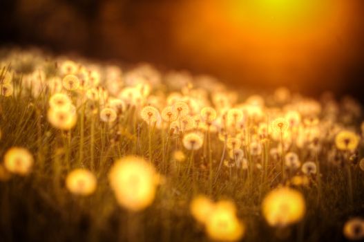 Sunset illuminating a field of dandelions. Shallow depth of field.