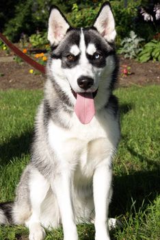 A beautiful purebred female siberian huskey enjoying her time on the grass in the summertime.