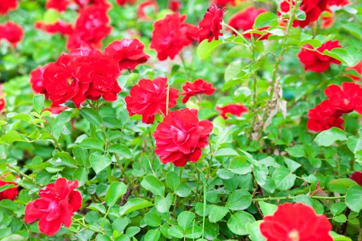 background of red flowers