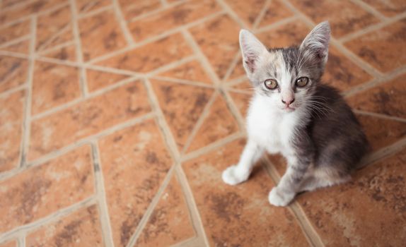 kitten cat on floor is looking