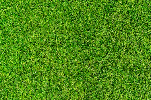 Fresh green grass.beautiful background.
