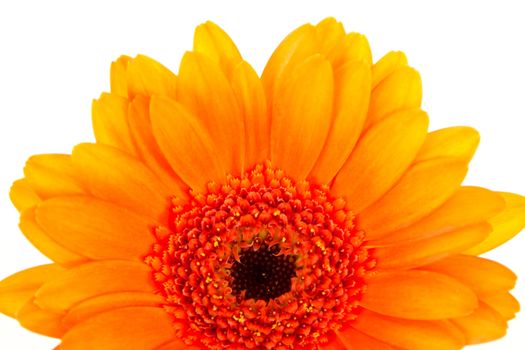 Beautiful orange gerbera on white background
