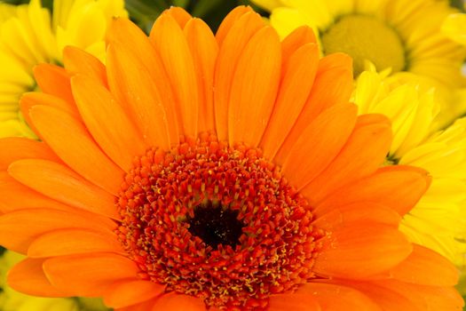 Close-up of beautiful and colorful flowers