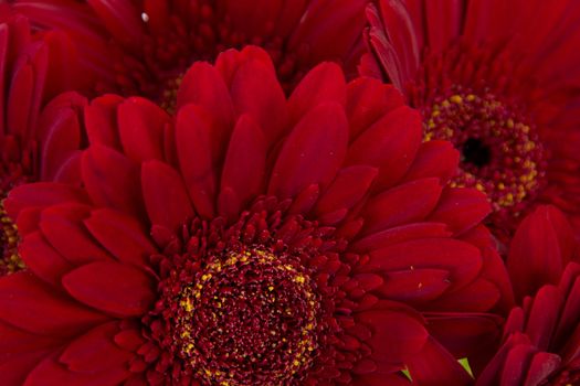 Close-up of five beautiful red gerberas
