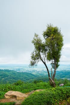tree on mountain and overcast sky