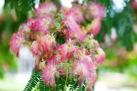 background of pink flowers